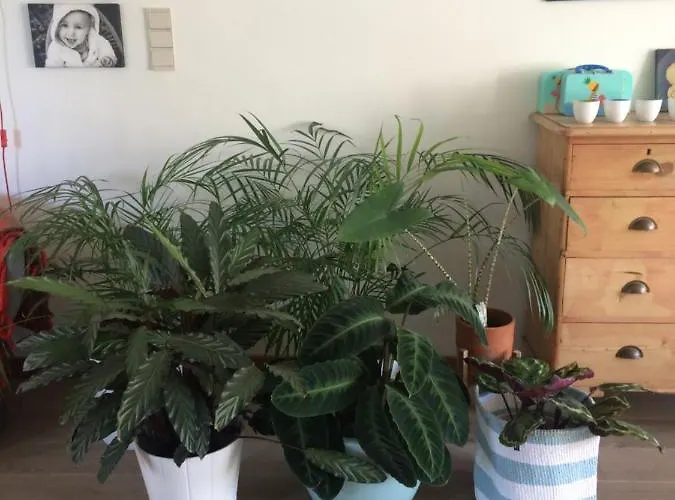 Huize Damme Panzió 4*